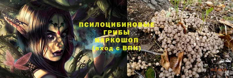 kraken маркетплейс  Кашира  Псилоцибиновые грибы MAGIC MUSHROOMS 